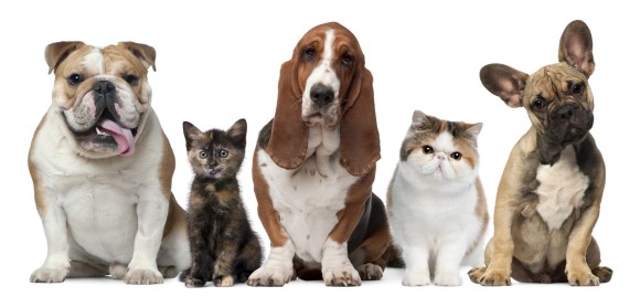 動物,ペット,薬,輸入