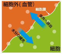 媚薬,女性用,飲み合せ,塗る